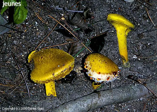 Pulveroboletus_ravenelii_2000_dg_2.jpg