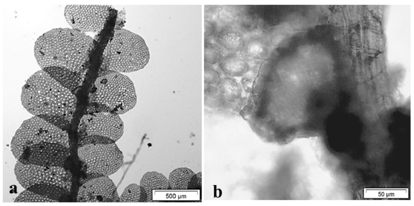 Pycnolejeunea-chocoensis-MEReiner-Gradst-a-gametophyte-ventral-view-b-leaf.png