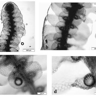 Pycnolejeunea-contigua-Nees-Grolle-a-gametophyte-ventral-view-b-part-of_Q320.jpg