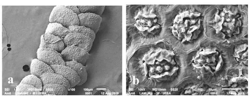 Pycnolejeunea-porrectilobula-CJ-Bastos-O-Yano-SEM-a-gametophyte-dorsal-view-b.png