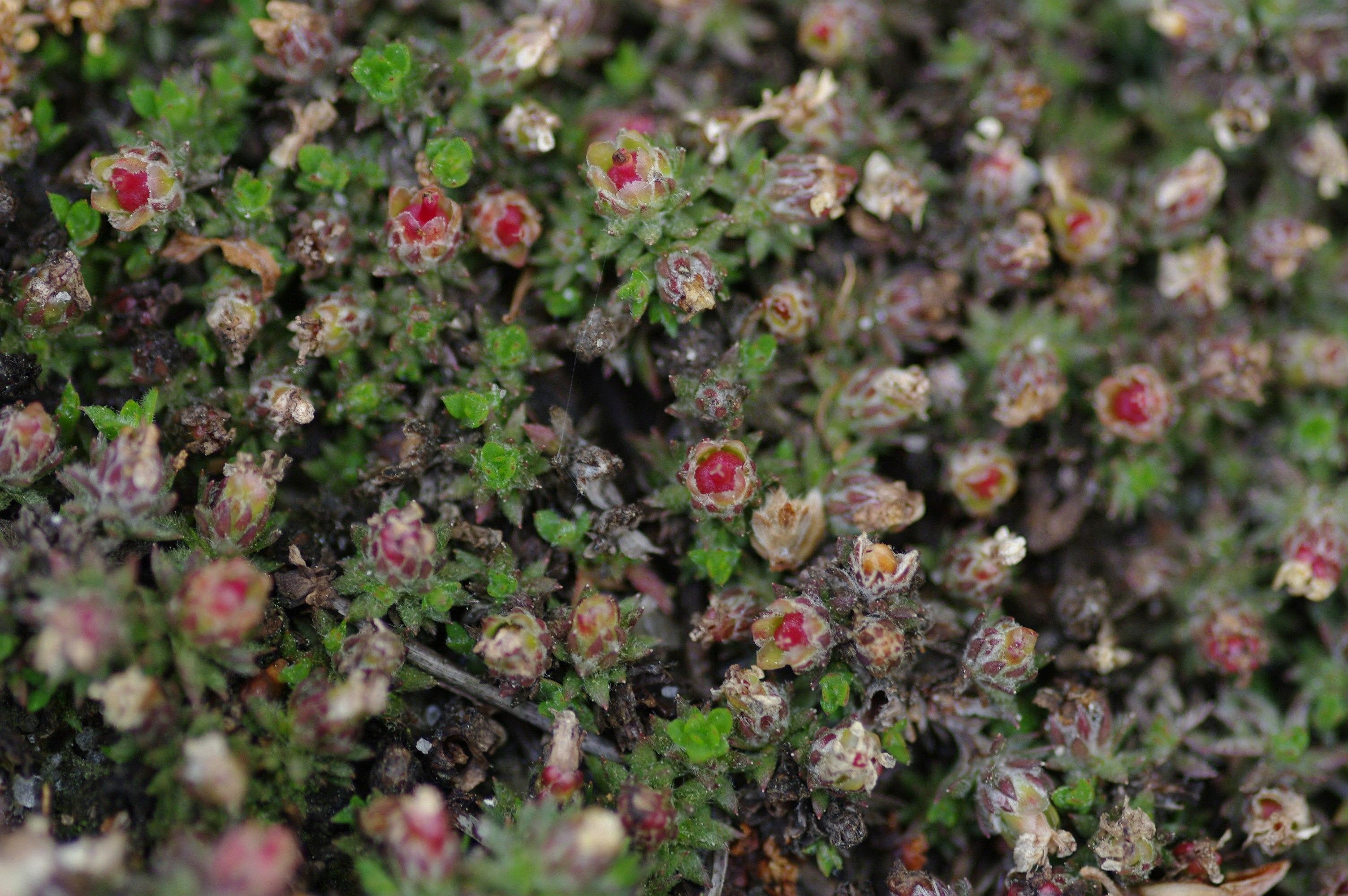 Pyxidanthera_brevifolia_seed_pods.JPG