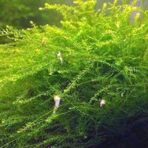 Queen-Moss-Amblystegiaceae-Manaus-300x300.jpg