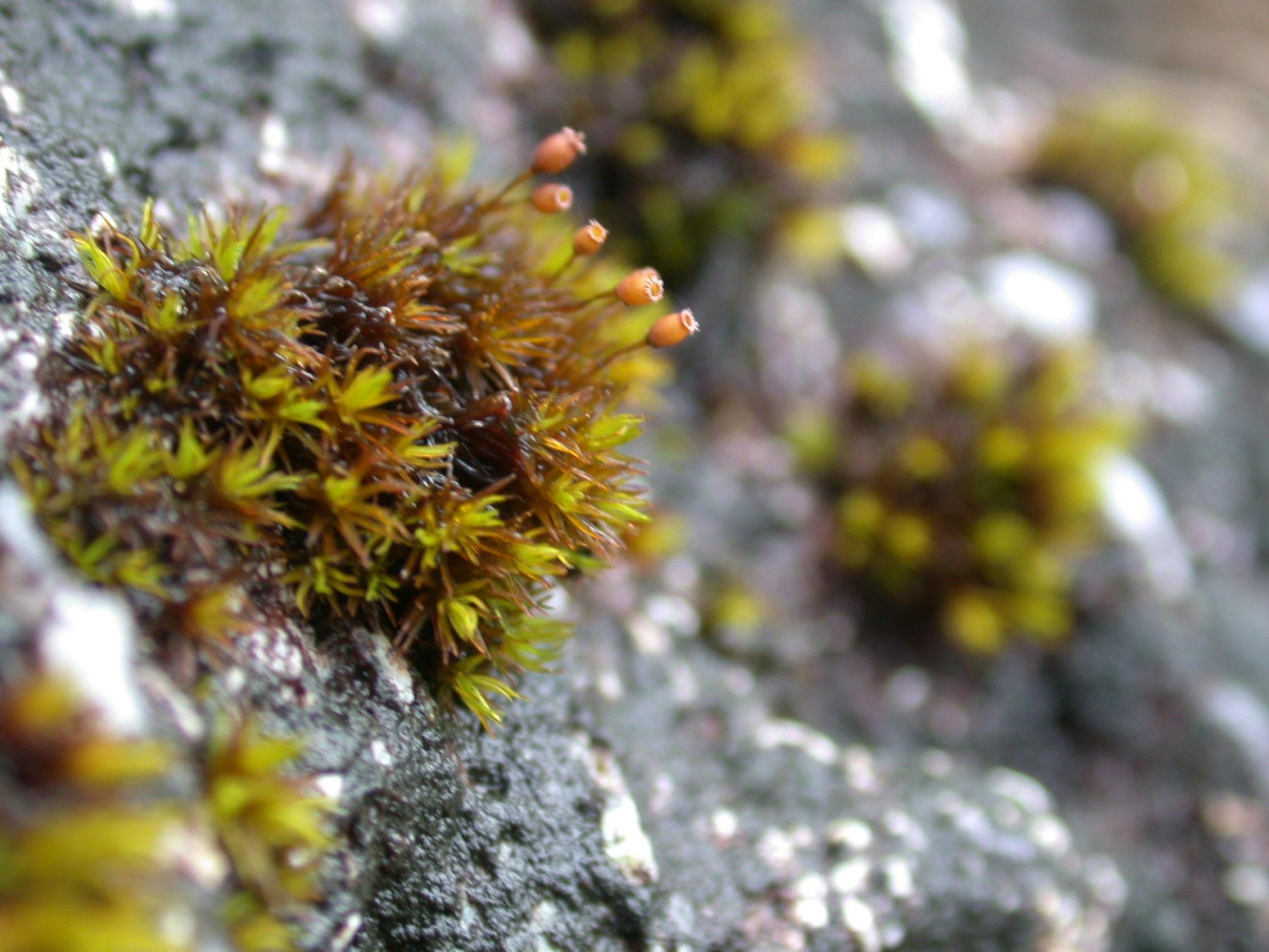 Racomitrium-ellipticum-2-Assynt-2002_v1.jpg