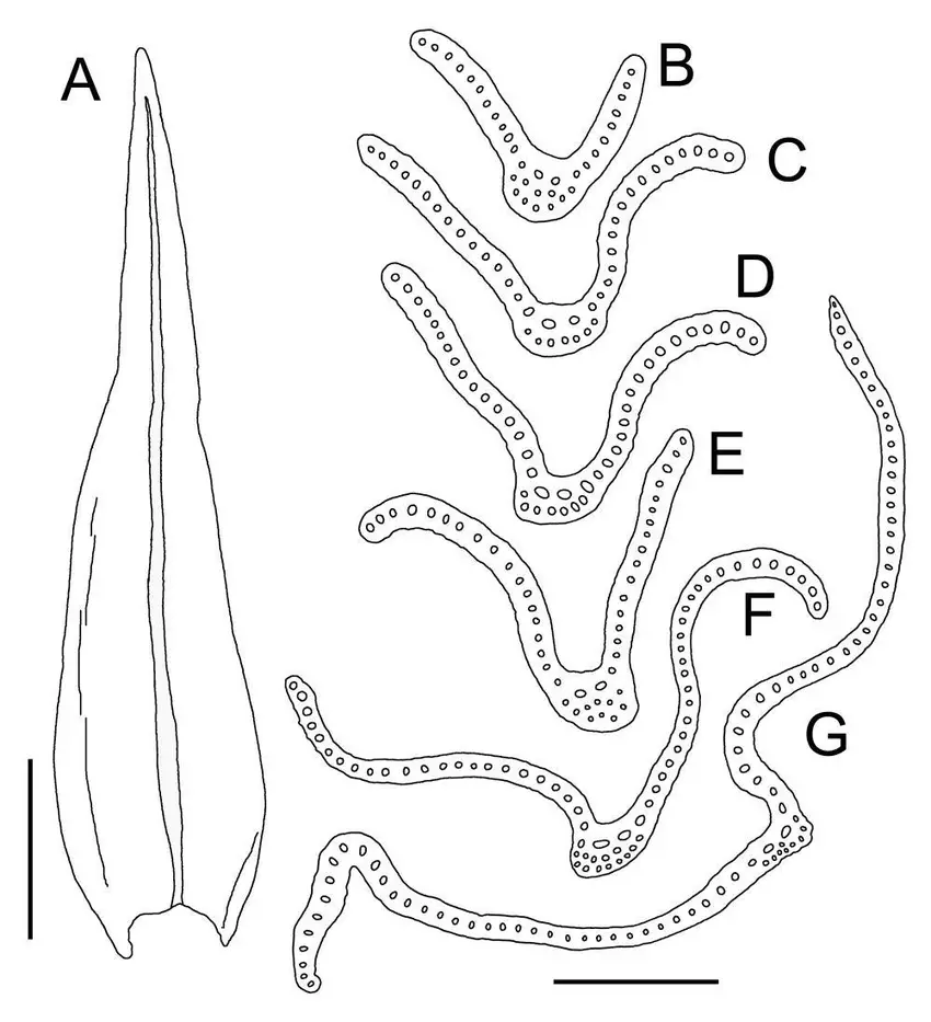 Racomitrium-pachydictyon-A-Hoja-B-G-Secciones-transversales-de-hojas-desde-el-apice.png