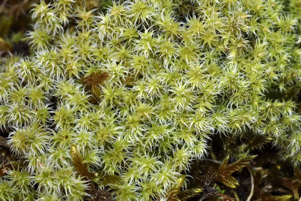 Racomitrium+canescens+%2528Hoary+Fringe-moss%2529+Pennard+02apr11+%25283a%2529.jpg