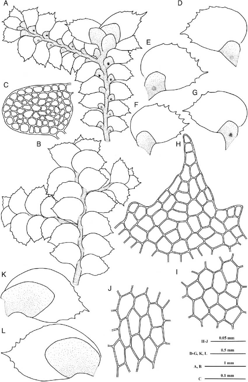 Radula-anceps-Sande-Lac-A-A-portion-of-female-plant-in-ventral-view-B-A-portion-of.png