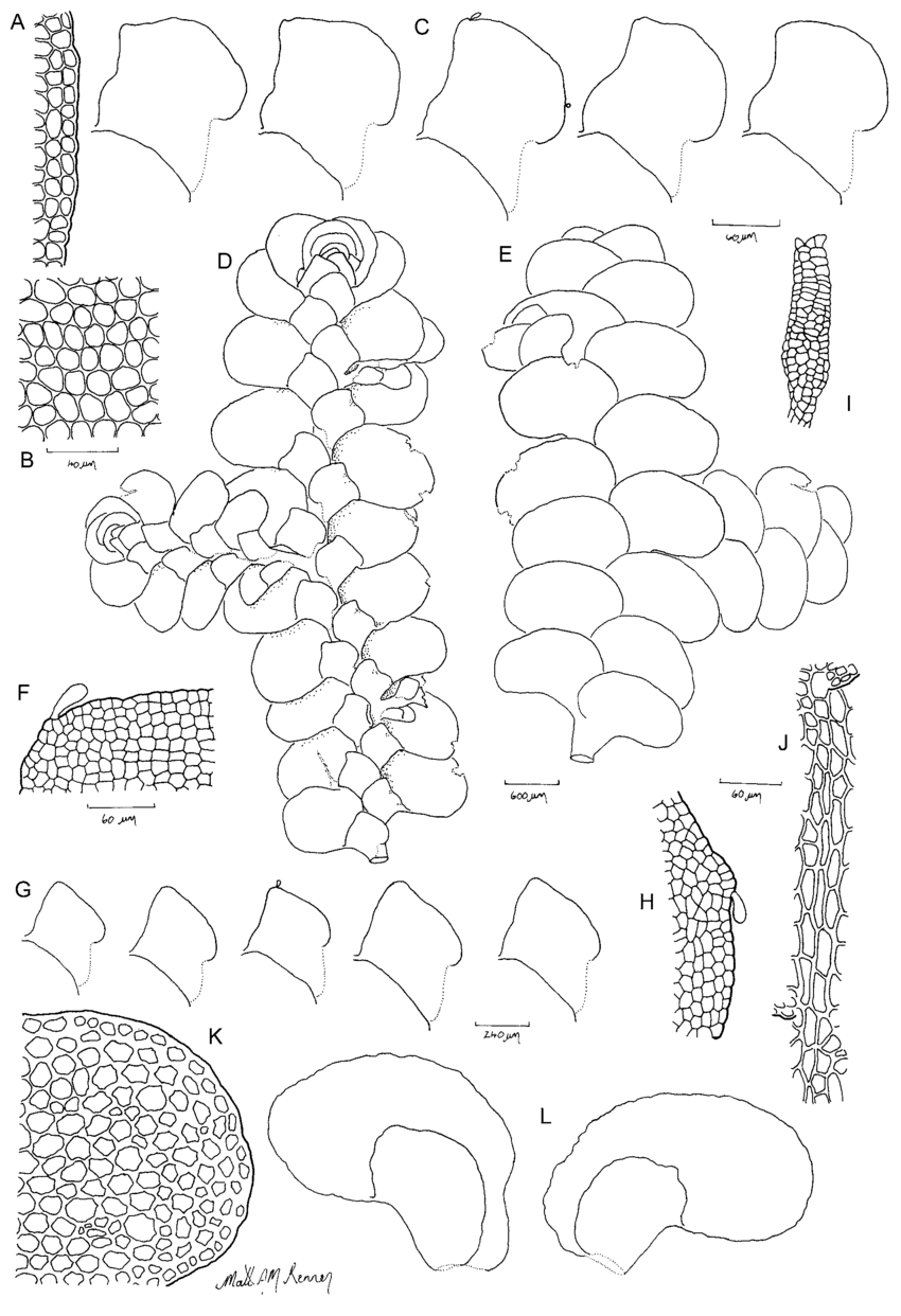Radula-javanica-cordiloba-morph-Line-drawings-A-Lobe-marginal-cells-B-Lobe-medial.png