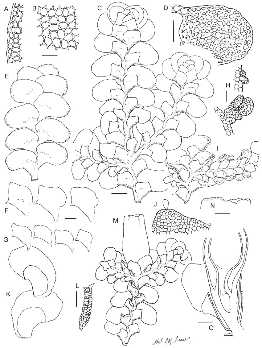 Radula-mittenii-line-drawings-A-Lobe-marginal-cells-B-Lobe-medial-cells-C-Ventral-view.png