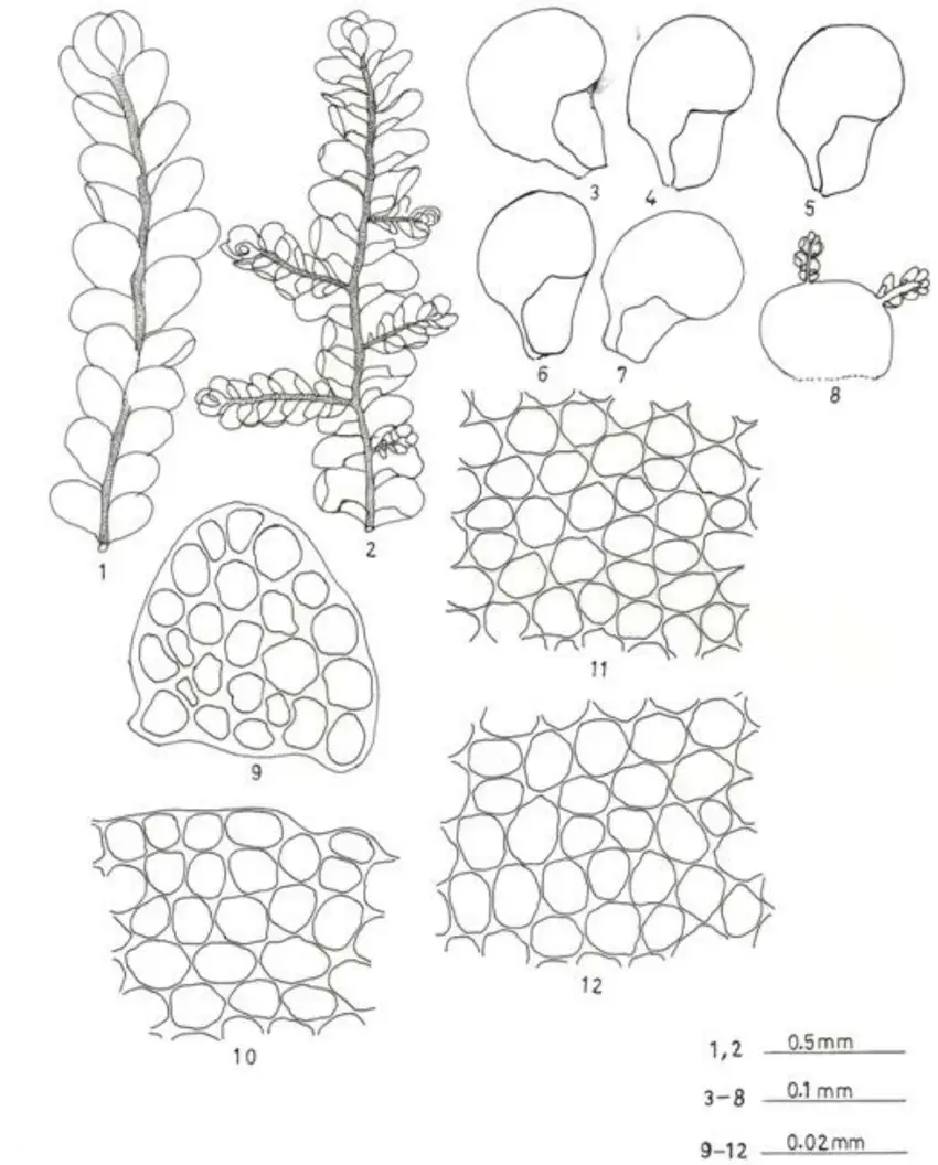 Radula-obscura-Mitt-Figures-1-12-Figures-1-2-Plants-showing-habit-1-plant-in-dorsal.png