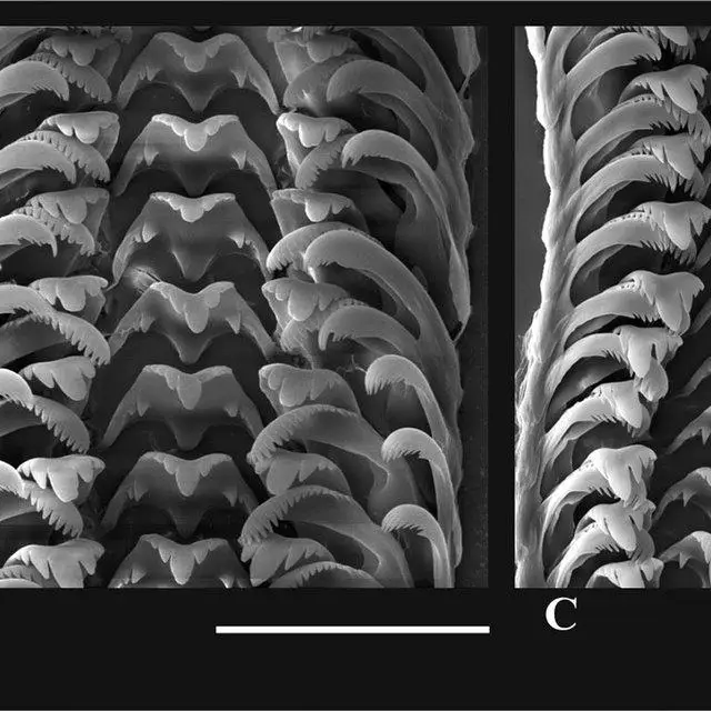 Radula-of-Shadinia-sp-A-General-view-of-radular-ribbon-with-teeth-in-natural-position_Q640.jpg