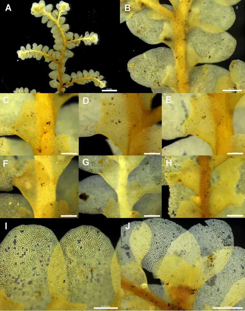 Radula-sp-NSW973452-Plate-A-A-Ventral-view-of-primary-shoot-2-mm-B-Dorsal-view-of.png