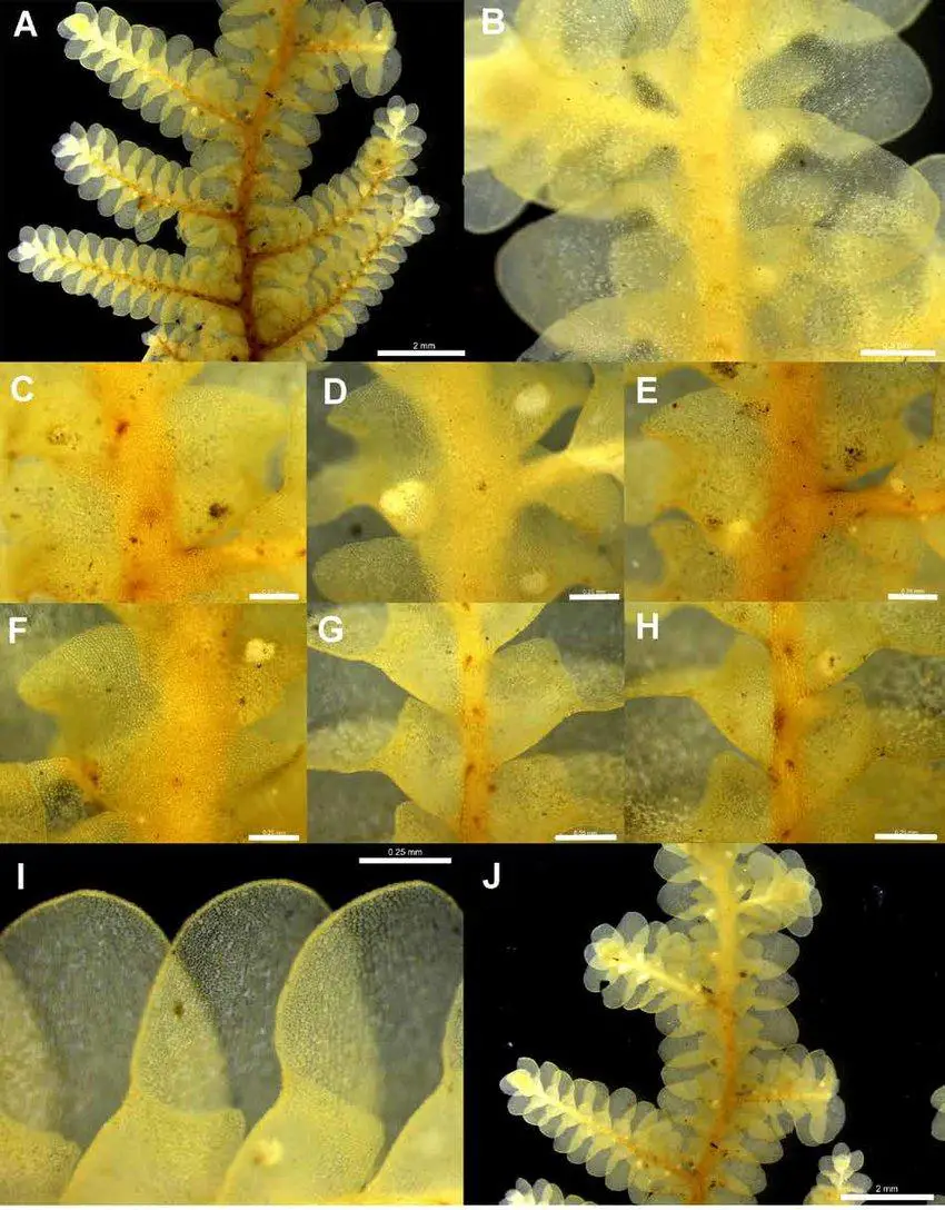 Radula-sp-NSW974474-Plate-A-A-Ventral-view-of-primary-shoot-2-mm-B-Dorsal-view-of.png