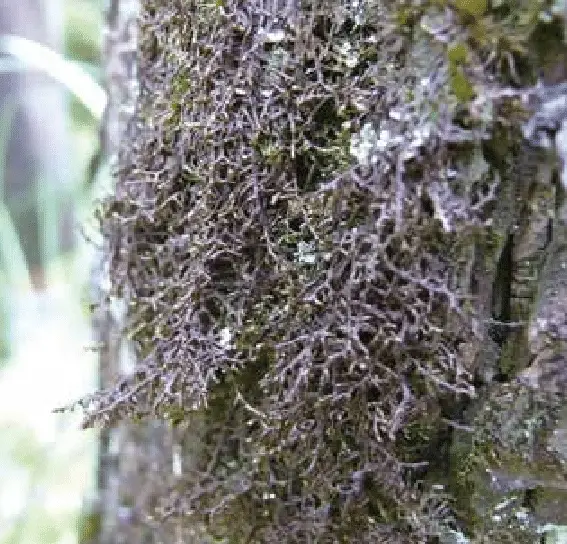 Rare-moss-species-Frullania-tamarisci-Photo-S-Ikauniece.png