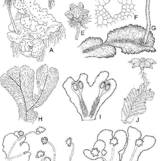 Reboulia-hemisphaerica-L-Raddi-A-G-Habit-with-archegoniophore-dorsal-view-B_Q640.jpg