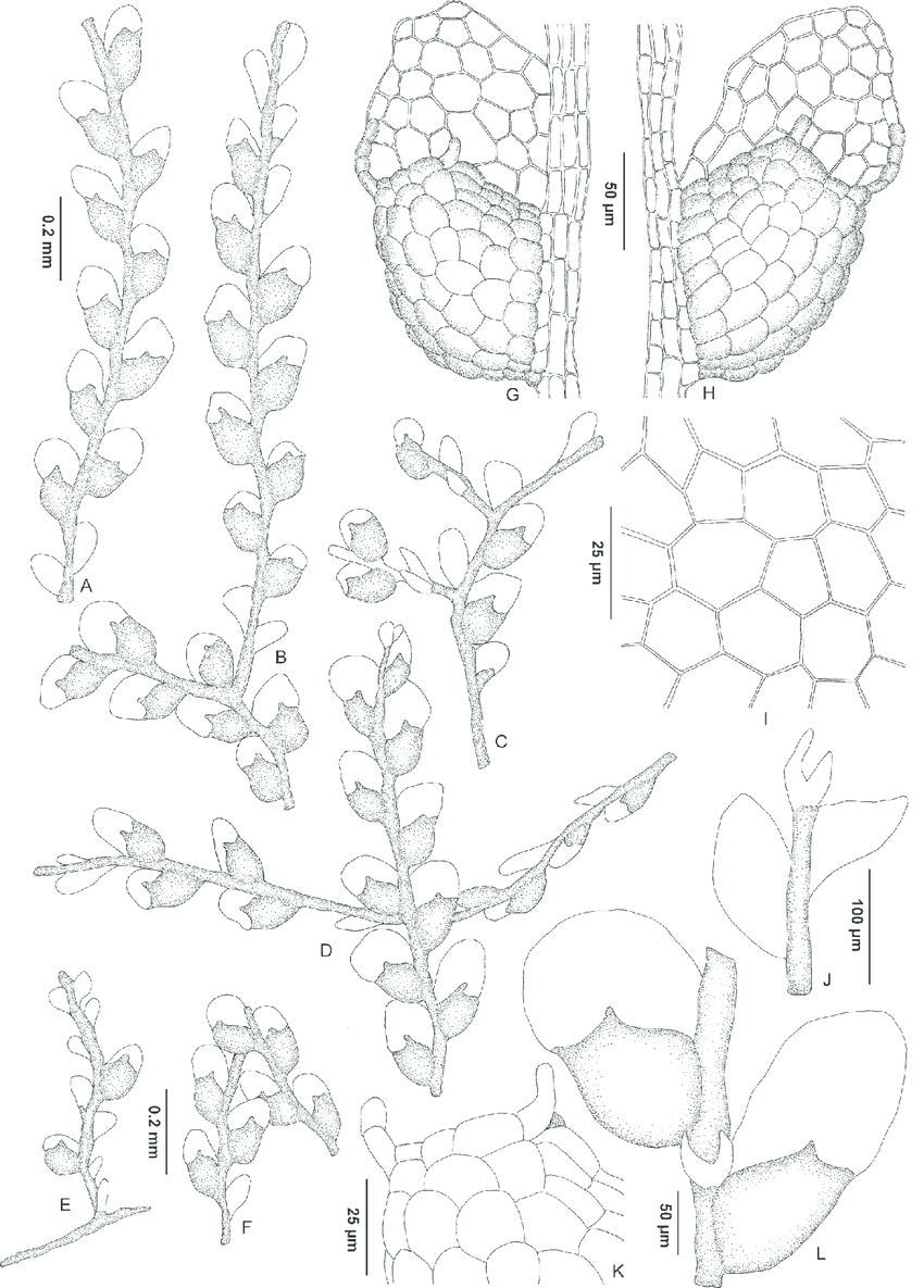 Reconstruction-of-Microlejeunea-nyiahae-based-on-the-holotype-and-accompanying.png