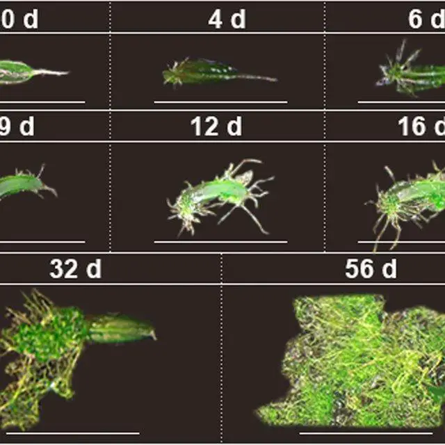 Regeneration-of-leaf-explants-in-Syntrichia-caninervis-bar2mm-Peat-pellet-was_Q640.jpg