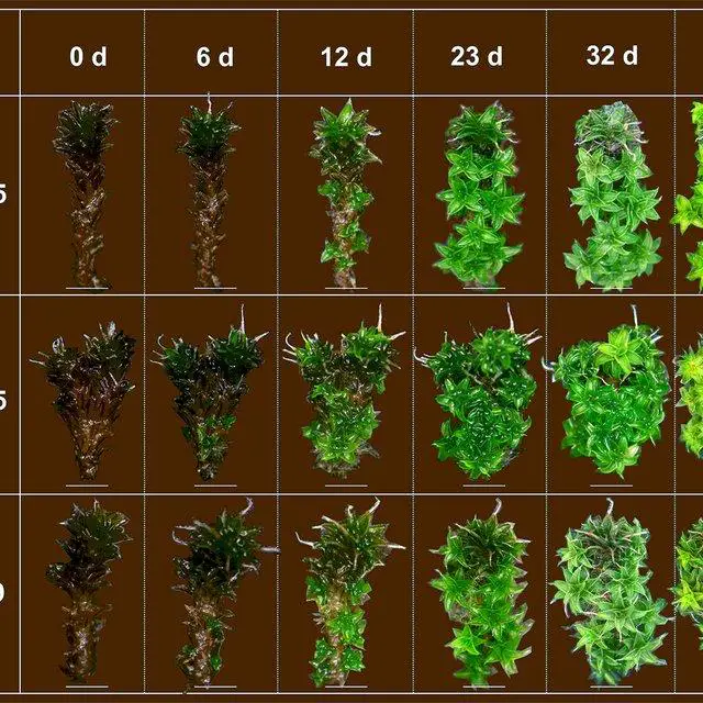 Regeneration-of-stem-explant-in-Syntrichia-caninervis-bar-2-mm-Peat-pellet-was_Q640.jpg