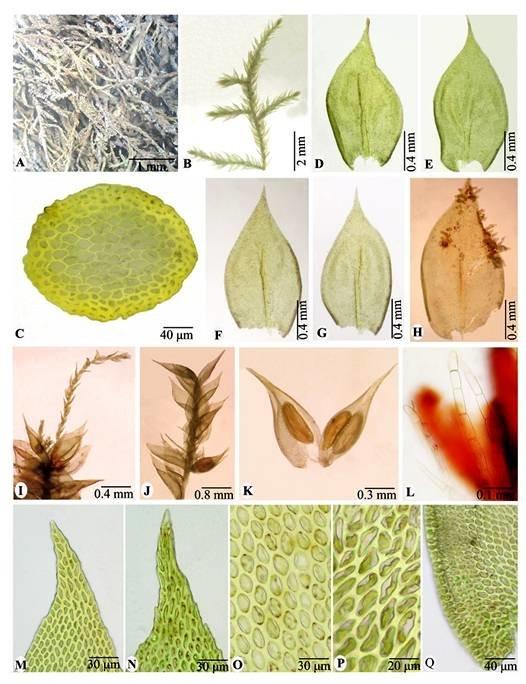 Regmatodon-orthostegius-Mont-A-Plants-B-Portion-of-plant-C-Cross-section-of-stem-D-E.jpg