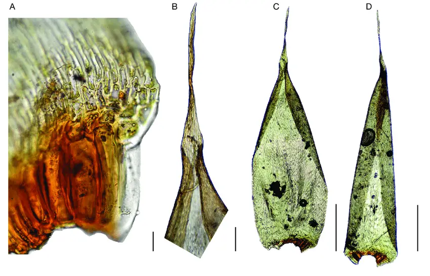 Rhaphidostichum-piliferum-Broth-Broth-A-leaf-alar-cells-B-leaf-acumen-C-D.png