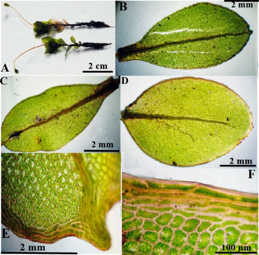 Rhizomnium-striatulum-A-Habit-B-C-Perichaetal-leaves-D-Stem-leaf-E-Leaf-apex-F.jpg