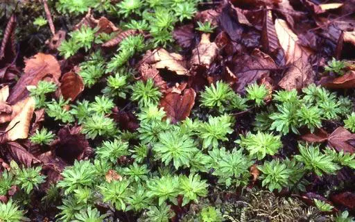 Rhodobryum-giganteum09L.jpg