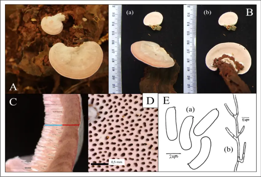 Rhodofomes-carneus-Blume-T-Nees-BK-Cui-ML-Han-YC-Dai-A-Fruiting-bodies.png