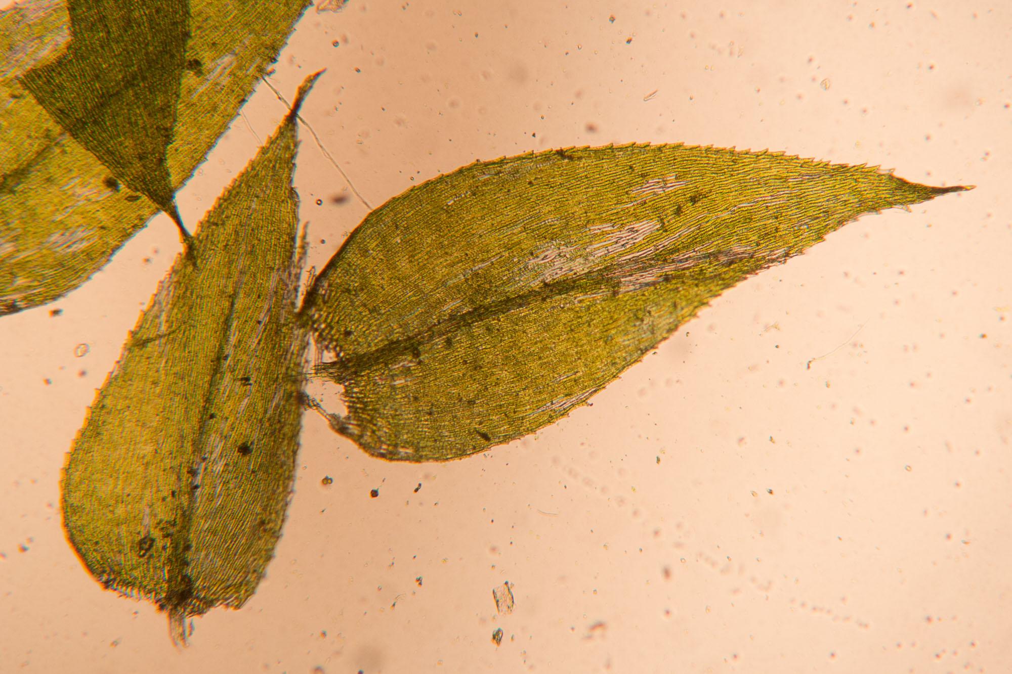 Rhynchostegium-serrulatum.jpg