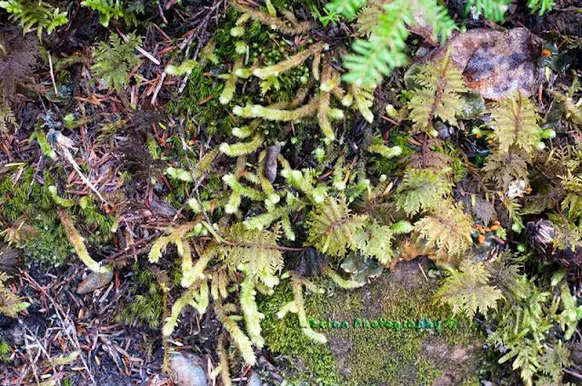 Rhytidosis-robustus-and-Hylocomnium-splendens-moss.jpg
