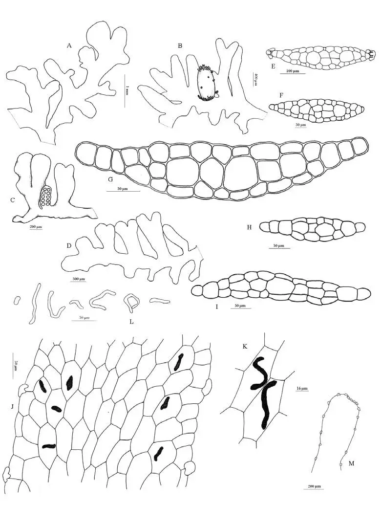 Riccardia-inconspicua-Steph-Reeb-Bardat-A-D-Thalli-B-Female-thallus-C-Male.png