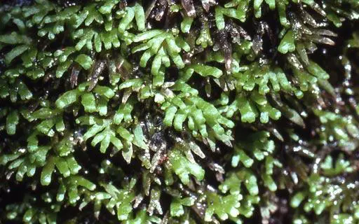 Riccardia_nagasakinus01bisL.jpg