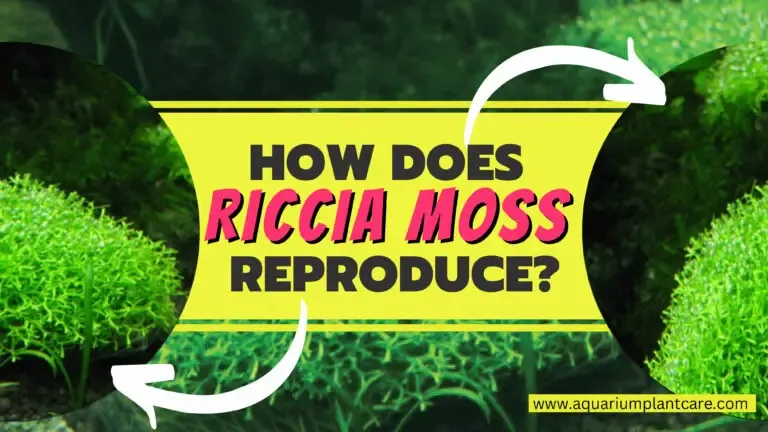 Riccia-Moss-Reproduce-768x432.jpg