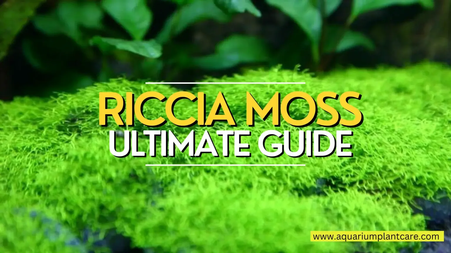 Riccia-Moss-Ultimate-Guide-1536x864.jpg
