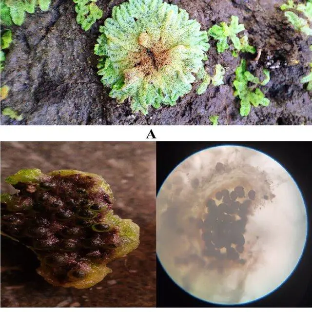 Riccia-cavernosa-Hoffm-A-Dorsal-view-B-Ventral-view-C-Sporophyte-with-spore_Q640.jpg