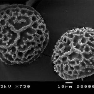Riccia-cavernosa-Hoffm-SEM-image-of-distal-face-of-spore-from-Herb-GM-Dirkse-14140_Q320.jpg