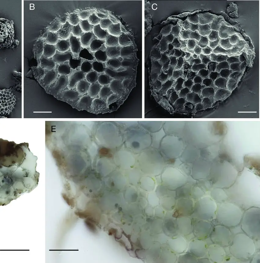 Riccia-hasskarliana-Steph-A-spores-B-spore-in-distal-view-C-spore-in-proximal.png