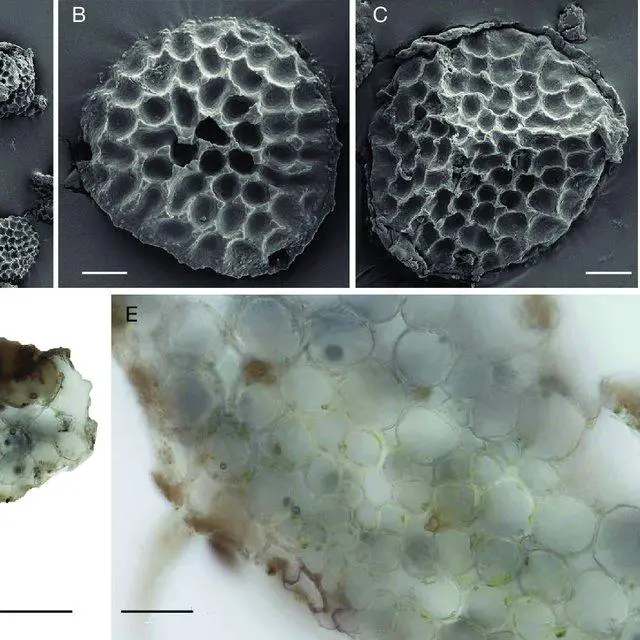 Riccia-hasskarliana-Steph-A-spores-B-spore-in-distal-view-C-spore-in-proximal_Q640.jpg