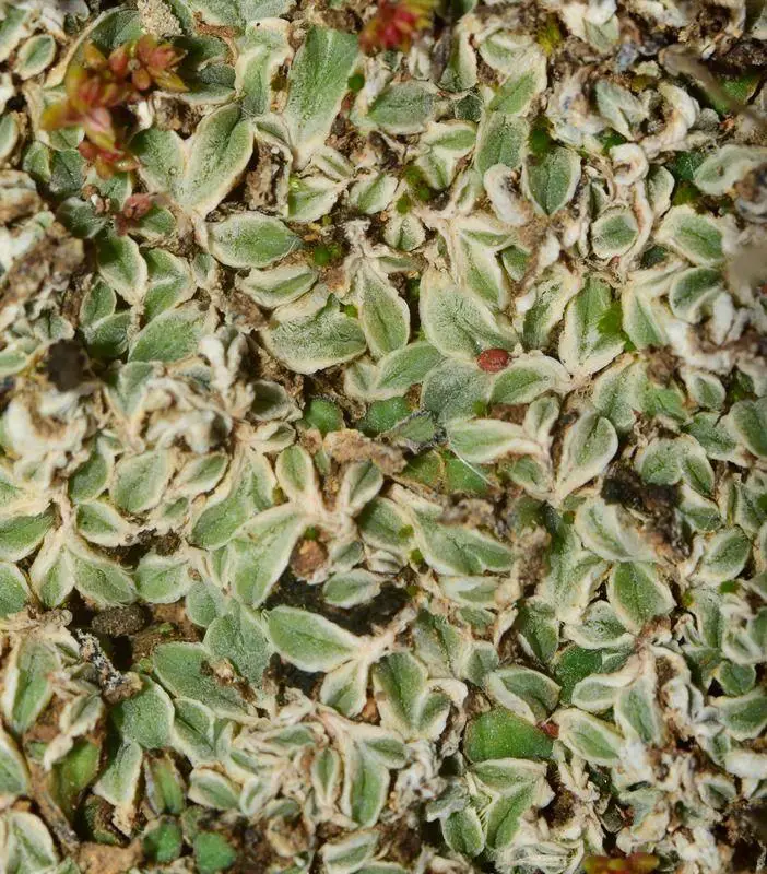 Riccia-lamellosa-Raddi-578752.jpg