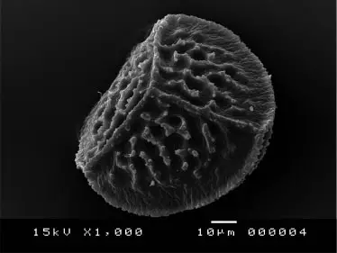 Riccia-teneriffae-SWArnell-SEM-image-of-proximal-face-of-spore-from-the-holotype-S.png