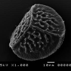 Riccia-teneriffae-SWArnell-SEM-image-of-proximal-face-of-spore-from-the-holotype-S_Q320.jpg