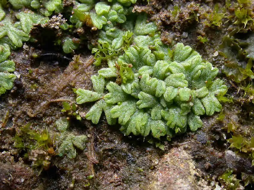 Riccia_subbifurca_003.JPG