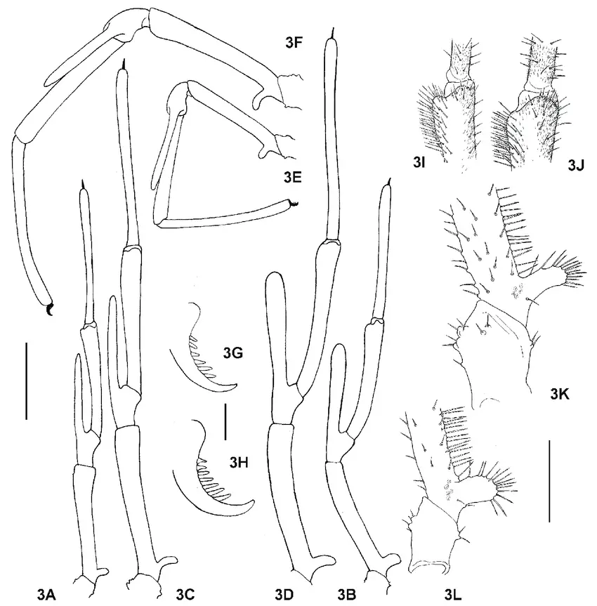 Right-pedipalp-of-Dicranopalpus-ramosus-C-D-F-H-J-K-and-D-caudatus-A-B-E-G.png