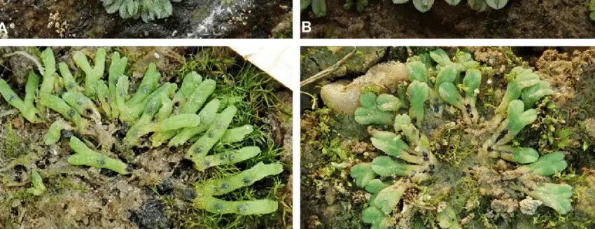 Rosettes-of-Riccia-species-which-disintegrate-into-individual-thalli-through-decay-of.png