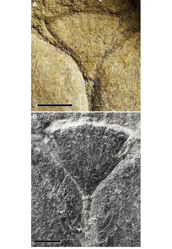 Rostrum-of-the-dorsal-plate-and-growth-lines-of-ventral-plates-of-Aptychopsis-A-NM-L.png