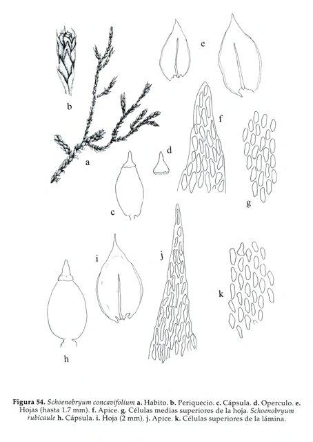 SCHOENOBRYUM%2BCONCAVIFOLIUM%2BX.jpg