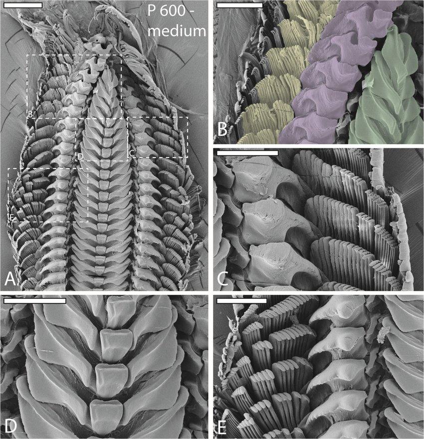 SEM-images-of-one-radula-from-specimen-sheltered-on-medium-sandpaper-P-600-A-Image.jpg