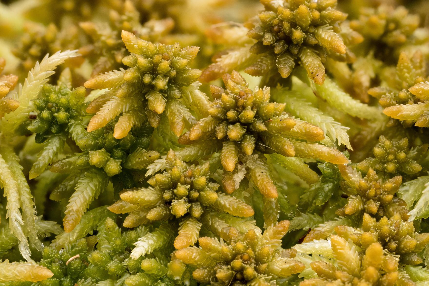 SPHAPALU-Sphagnum-palustre-Sp5-14Nov18-Karlo.jpg