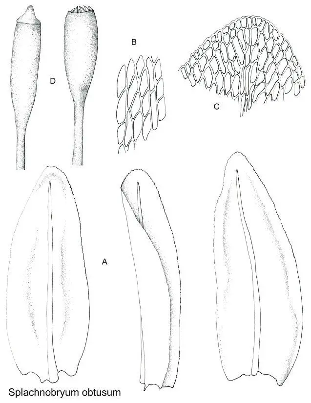 SPLACHNOBRYUM%2BOBTUSUM%2BVF.jpg