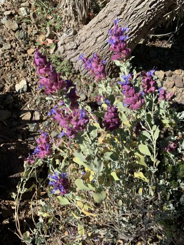 Salvia-pachyphylla-bed-H-E.-mound-3560-600x800.jpg