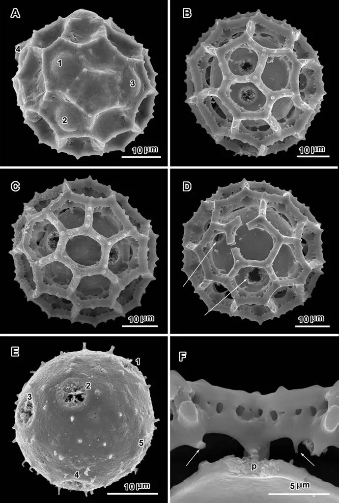 Scanning-electron-micrographs-of-Oocephala-staehelinoides-Harv-H-Rob-Skvarla-A.png