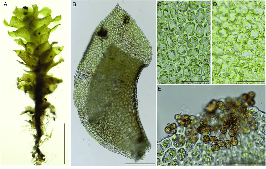 Scapania-apiculata-Spruce-A-shoot-B-leaf-C-D-median-leaf-cells-and-oil-bodies-E.png